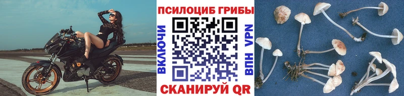 дарнет шоп  Назарово  shop какой сайт  Псилоцибиновые грибы мицелий 